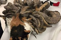 Etats-Unis: Ce chat avait terriblement besoin d'un coup de rasoir (Photos)